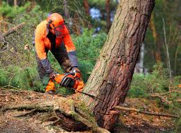 Best Tree Health Inspection  in Holyoke, CO