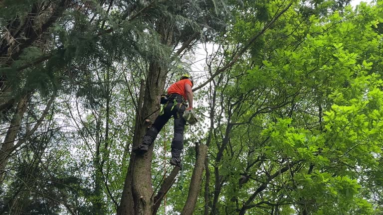 Best Utility Line Clearance  in Holyoke, CO