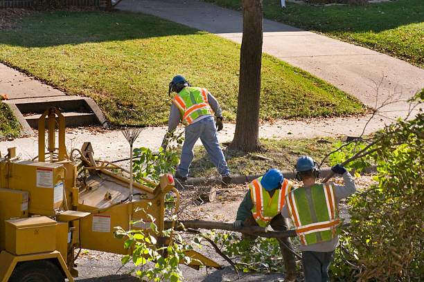 Best Pest Control for Lawns  in Holyoke, CO